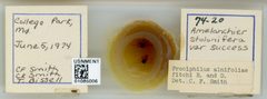 Prociphilus (Prociphilus) caryae by the Smithsonian. Used under a CC0 license.