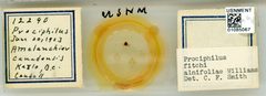 Prociphilus (Prociphilus) caryae fitchi by the Smithsonian. Used under a CC0 license.