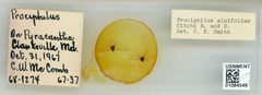 Prociphilus (Prociphilus) caryae by the Smithsonian. Used under a CC0 license.