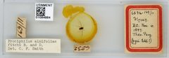 Prociphilus (Prociphilus) caryae by the Smithsonian. Used under a CC0 license.