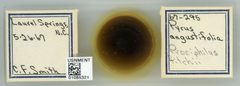 Prociphilus (Prociphilus) caryae fitchi by the Smithsonian. Used under a CC0 license.