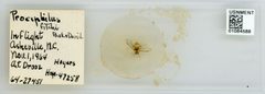 Prociphilus (Prociphilus) caryae fitchi by the Smithsonian. Used under a CC0 license.