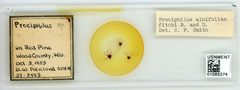 Prociphilus (Prociphilus) caryae by the Smithsonian. Used under a CC0 license.