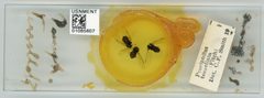 Prociphilus (Paraprociphilus) tessellatus by the Smithsonian. Used under a CC0 license.