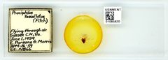 Prociphilus (Paraprociphilus) tessellatus by the Smithsonian. Used under a CC0 license.