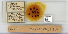Prociphilus (Paraprociphilus) tessellatus by the Smithsonian. Used under a CC0 license.