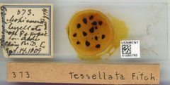 Prociphilus (Paraprociphilus) tessellatus by the Smithsonian. Used under a CC0 license.