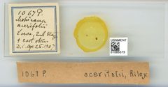 Prociphilus (Paraprociphilus) tessellatus by the Smithsonian. Used under a CC0 license.
