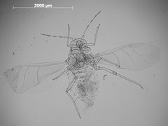 Protopterocallis quadrata by the Smithsonian. Used under a CC0 license.