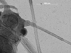 Pseudoepameibaphis glauca by the Smithsonian. Used under a CC0 license.