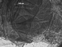 Pseudoepameibaphis glauca by the Smithsonian. Used under a CC0 license.