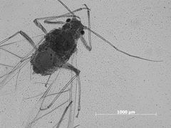 Pseudoepameibaphis glauca by the Smithsonian. Used under a CC0 license.