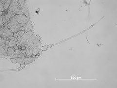 Pseudoepameibaphis zavillis by the Smithsonian. Used under a CC0 license.