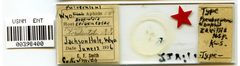 Pseudoepameibaphis zavillis by the Smithsonian. Used under a CC0 license.