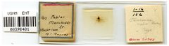 Pterocomma medium by the Smithsonian. Used under a CC0 license.