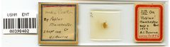 Pterocomma medium by the Smithsonian. Used under a CC0 license.