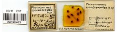 Pterocomma pseudopopuleum by the Smithsonian. Used under a CC0 license.