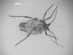 Rhopalosiphoninus kelleri by the Smithsonian. Used under a CC0 license.