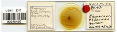 Rhopalosiphoninus kelleri by the Smithsonian. Used under a CC0 license.