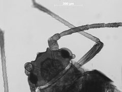 Rhopalosiphum gnaphalii by the Smithsonian. Used under a CC0 license.