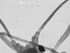Rhopalosiphum monardae by the Smithsonian. Used under a CC0 license.
