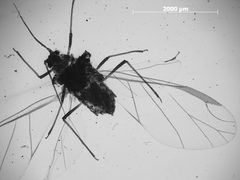 Rhopalosiphum scirpifolii by the Smithsonian. Used under a CC0 license.