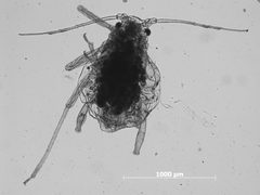 Rhopalosiphum serotinae by the Smithsonian. Used under a CC0 license.
