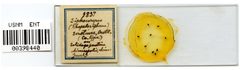 Rhopalosiphum serotinae by the Smithsonian. Used under a CC0 license.