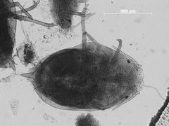 Sanbornia juniperi by the Smithsonian. Used under a CC0 license.