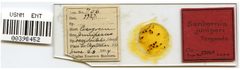 Sanbornia juniperi by the Smithsonian. Used under a CC0 license.