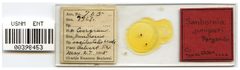 Sanbornia juniperi by the Smithsonian. Used under a CC0 license.