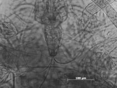 Sanbornia juniperi by the Smithsonian. Used under a CC0 license.