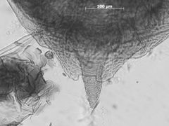 Sanbornia juniperi by the Smithsonian. Used under a CC0 license.