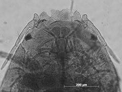 Sanbornia juniperi by the Smithsonian. Used under a CC0 license.