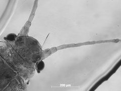 Sipha minuta by the Smithsonian. Used under a CC0 license.