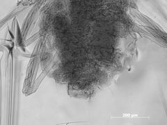 Sipha minuta by the Smithsonian. Used under a CC0 license.