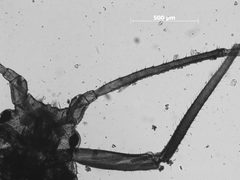 Symydobius americanus by the Smithsonian. Used under a CC0 license.