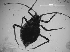 Symydobius americanus by the Smithsonian. Used under a CC0 license.