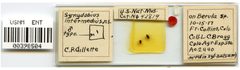 Symydobius intermedius by the Smithsonian. Used under a CC0 license.