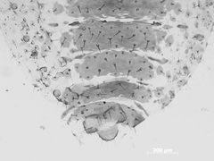 Symydobius intermedius by the Smithsonian. Used under a CC0 license.
