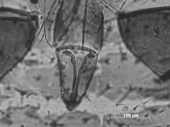 Symydobius intermedius by the Smithsonian. Used under a CC0 license.