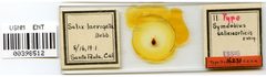 Symydobius salicicorticis by the Smithsonian. Used under a CC0 license.