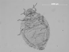 Tamalia inquilinus by the Smithsonian. Used under a CC0 license.