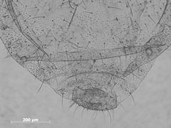 Tamalia inquilinus by the Smithsonian. Used under a CC0 license.