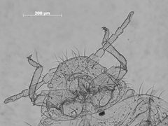 Tamalia inquilinus by the Smithsonian. Used under a CC0 license.