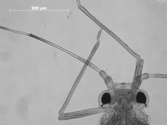 Therioaphis tectae by the Smithsonian. Used under a CC0 license.
