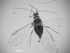 Therioaphis tectae by the Smithsonian. Used under a CC0 license.