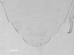 Thripsaphis utahensis by the Smithsonian. Used under a CC0 license.