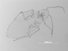 Thripsaphis utahensis by the Smithsonian. Used under a CC0 license.