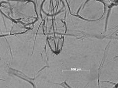 Thripsaphis utahensis by the Smithsonian. Used under a CC0 license.